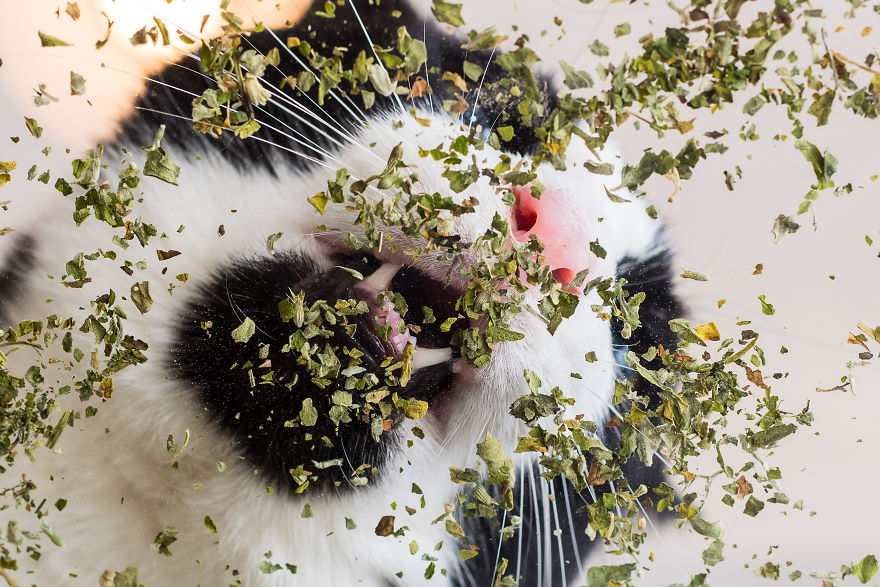 cats on catnip
