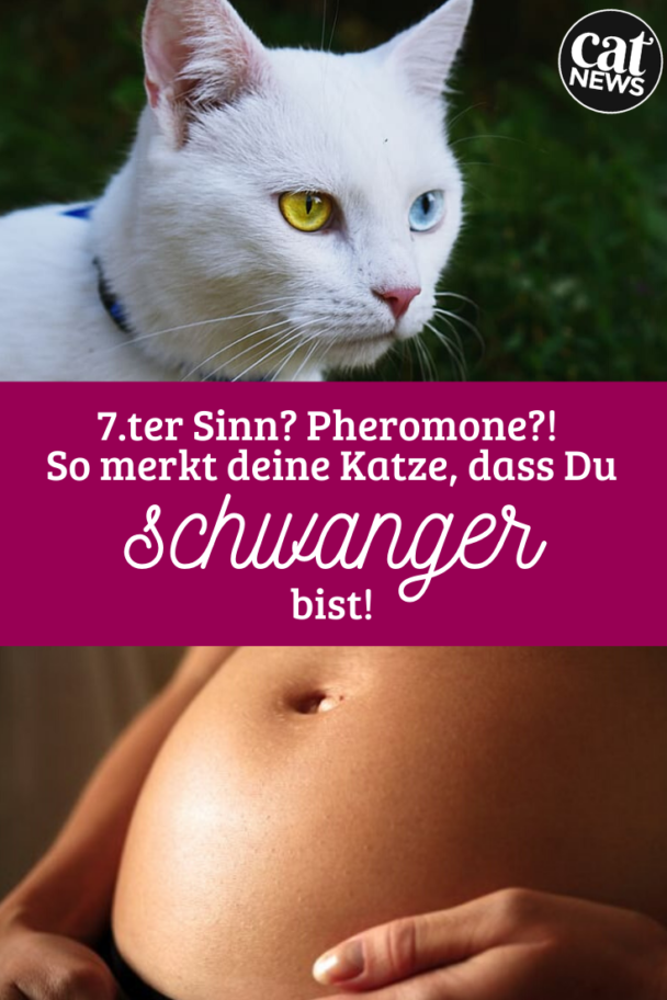 Siebter Sinn? So merken Katzen, wenn eine Frau schwanger ist!