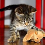 katzenspielzeug