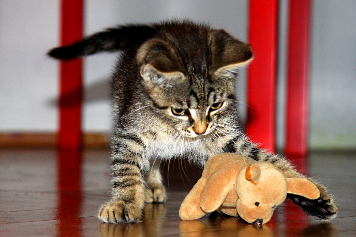 katzenspielzeug
