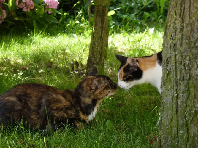 Katzen Aneinander Gewöhnen So Gelingt Die