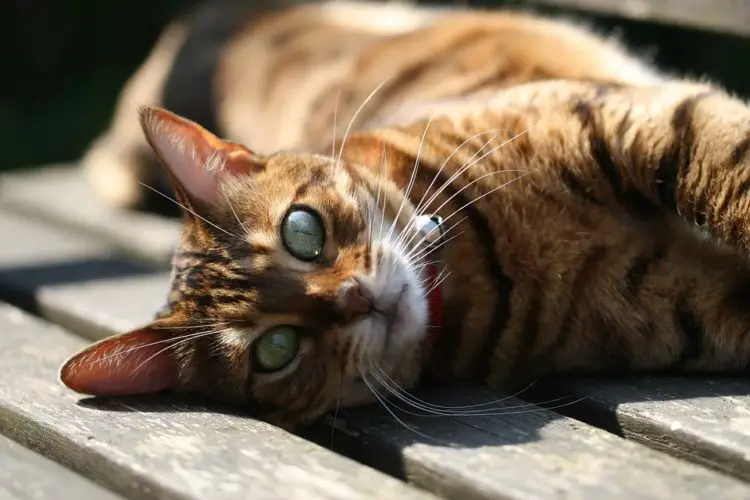 Die Bengalkatze: Exotische Schönheit mit großem Selbstbewusstsein | Cat