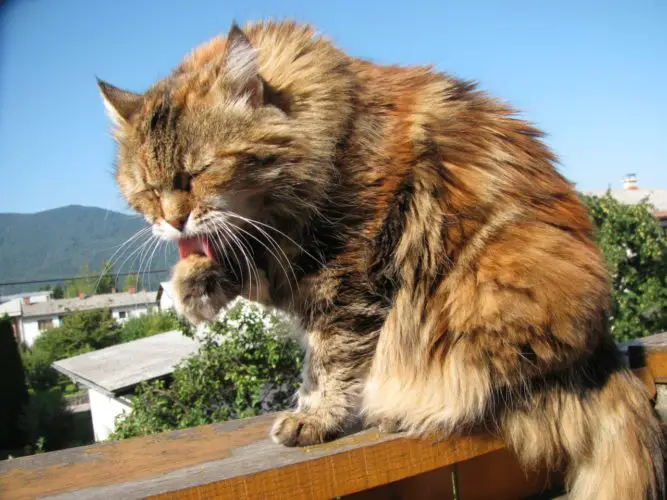 Die Maine Coon Katze Sanfte Riesen Mit Hoher Intelligenz