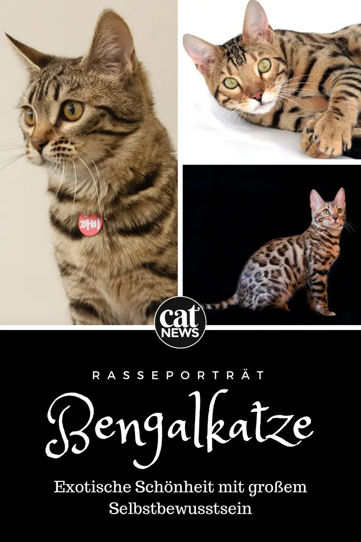 Die Bengalkatze Exotische Schönheit Mit Großem