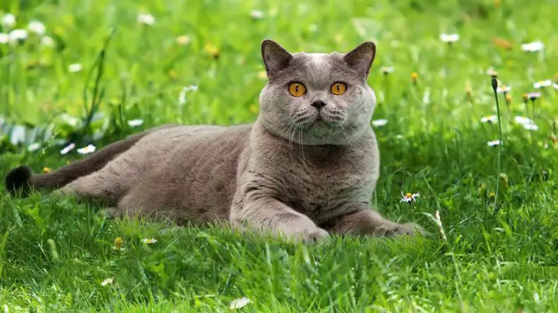Die Britisch Kurzhaar Katze: Alle Infos über Farben und Charakter des