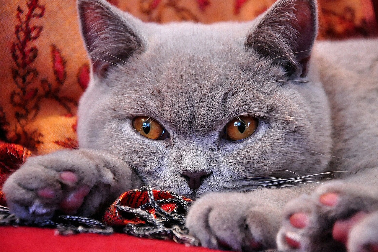 Die Britisch Kurzhaar Katze: Alle Infos über Farben und Charakter des
