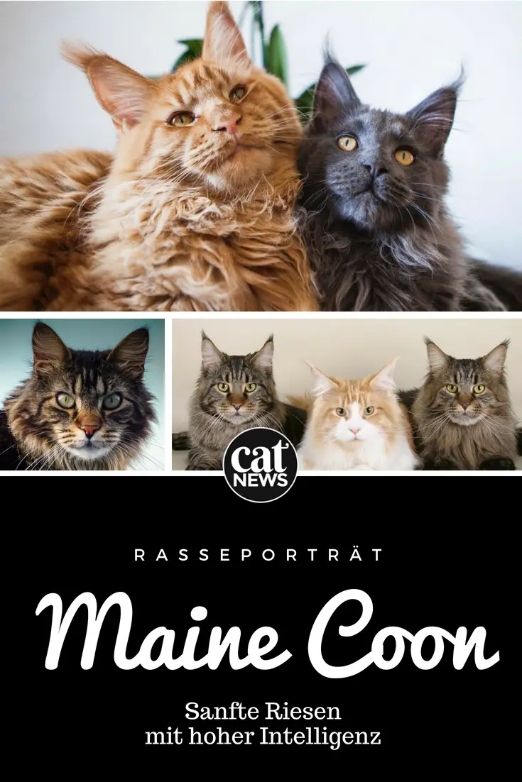 Die Maine Coon Katze Sanfte Riesen Mit Hoher Intelligenz