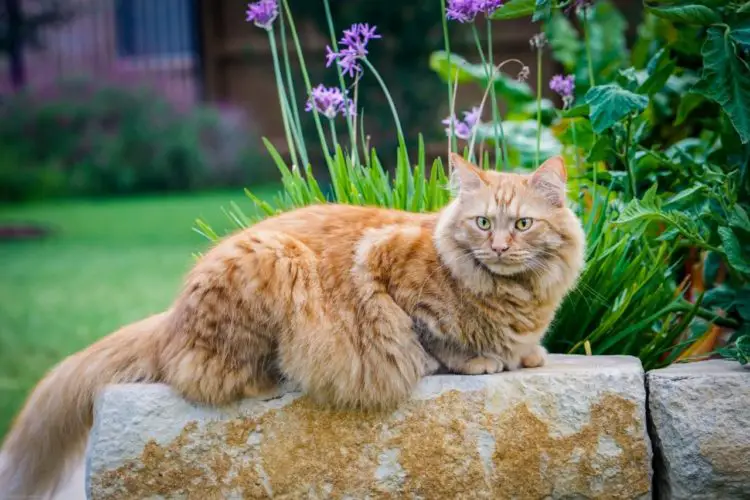 Die Maine Coon Katze Sanfte Riesen Mit Hoher Intelligenz