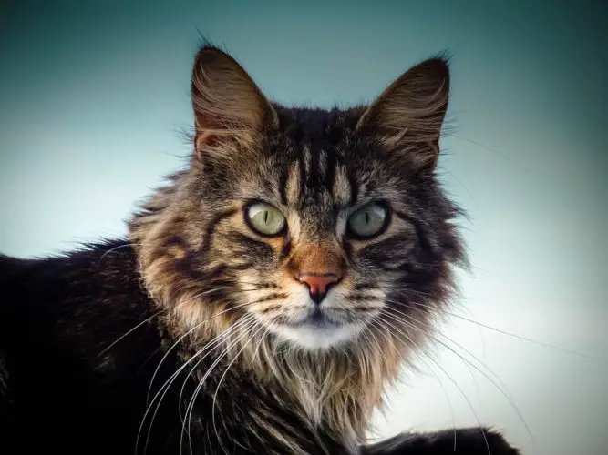 Die Maine Coon Katze Sanfte Riesen Mit Hoher Intelligenz