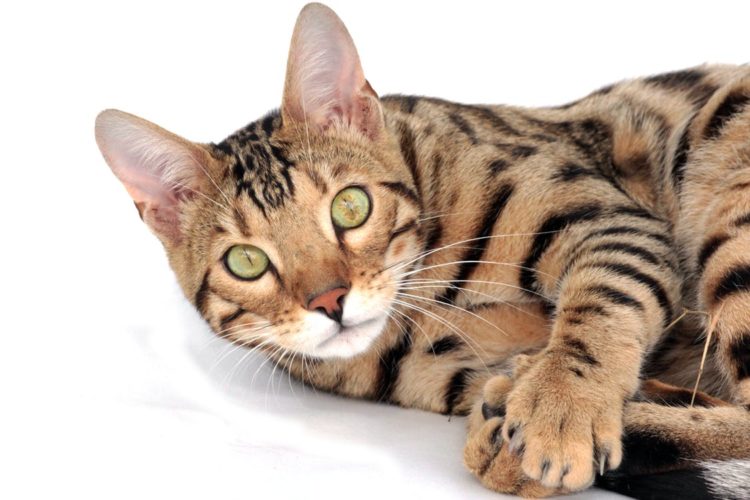 Die Bengalkatze Exotische Schönheit Mit Großem
