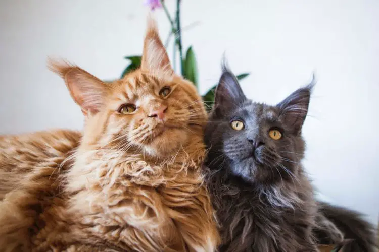 Die Maine Coon Katze Sanfte Riesen Mit Hoher Intelligenz