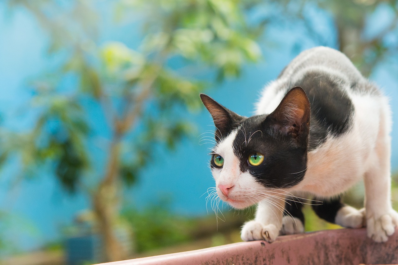 katze trainieren mit exposition