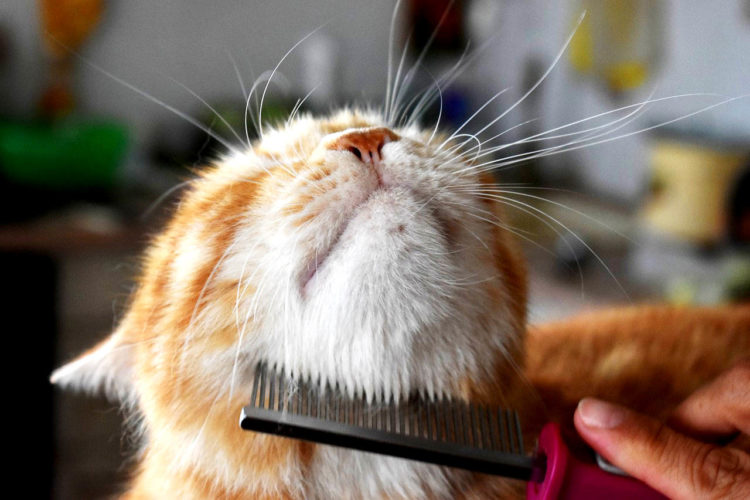 Fellwechsel bei Katzen Dieser Trick macht ihn stressfrei für dein Tier!