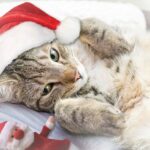 weihnachten mit katzen