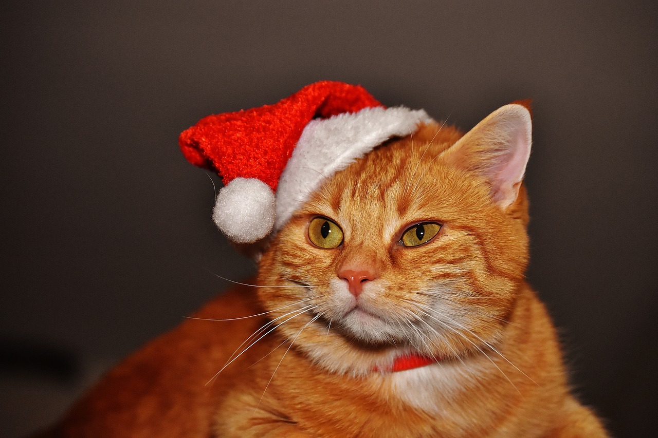 Kekse für Katzen