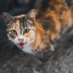katze-beisst