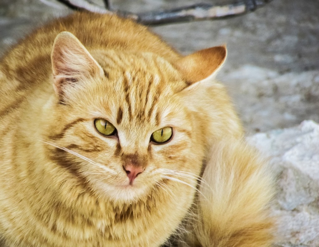 Streunerkatzen in Leipzig