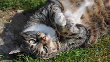 dicke katze