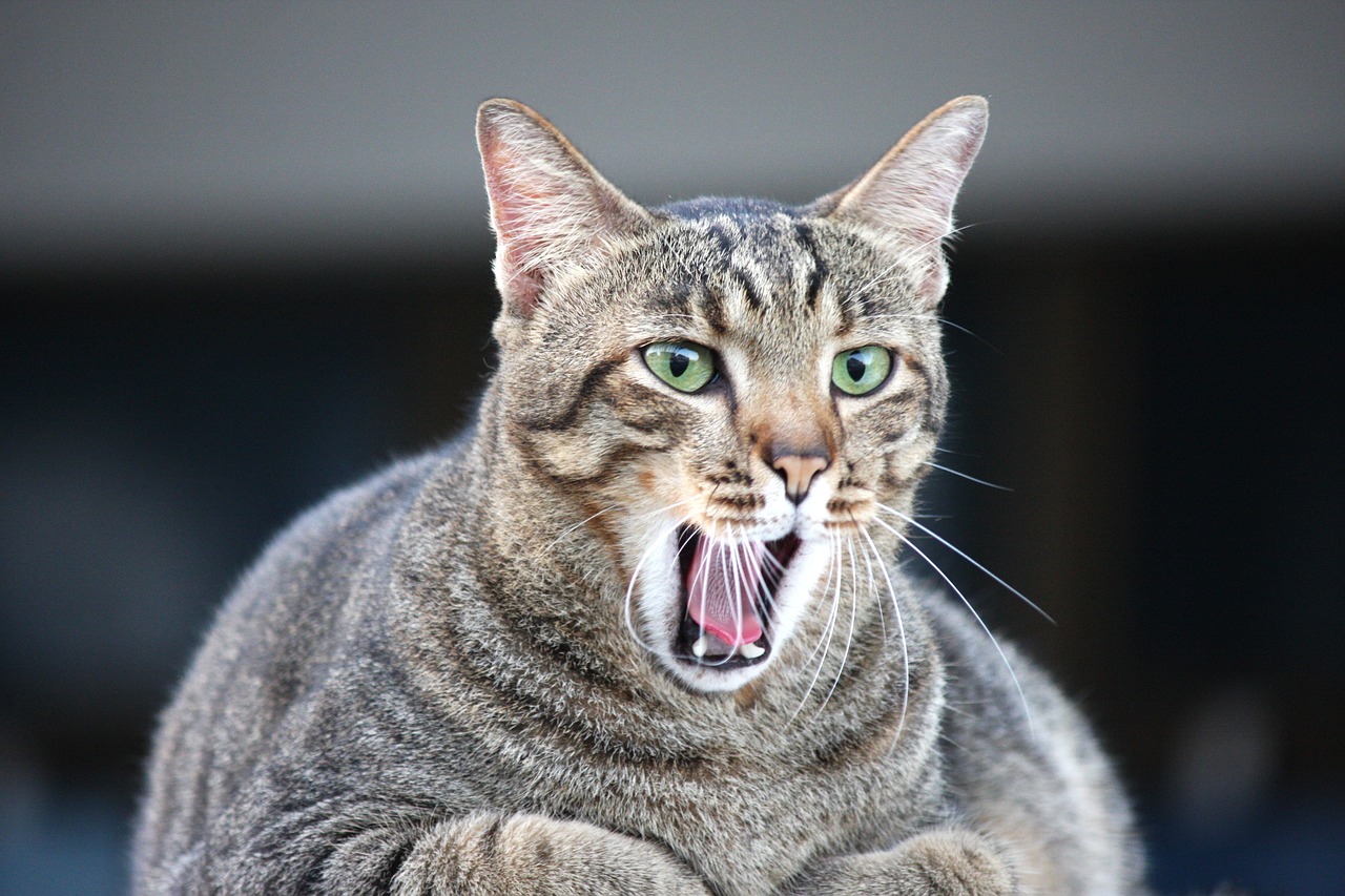 dicke katze