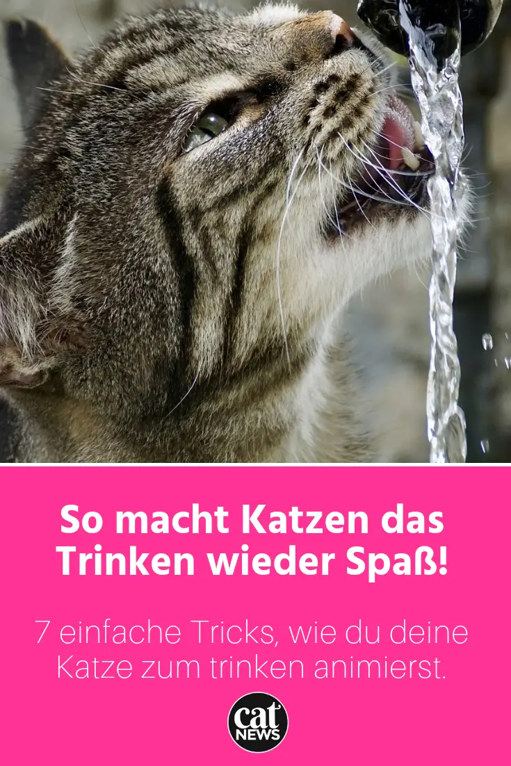 Deine Katze Trinkt Wenig Ursachen Und 7 Tipps Sie Zum