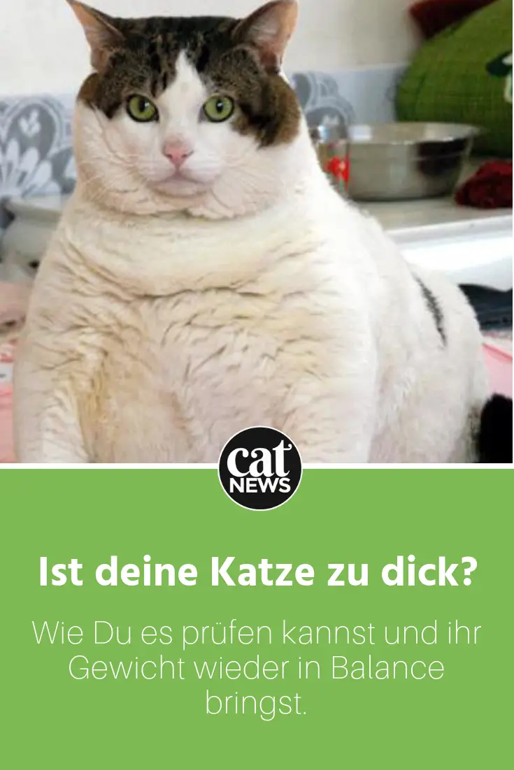 Dicke Katze So Hilfst Du Ihr Gesund Und Langfristig