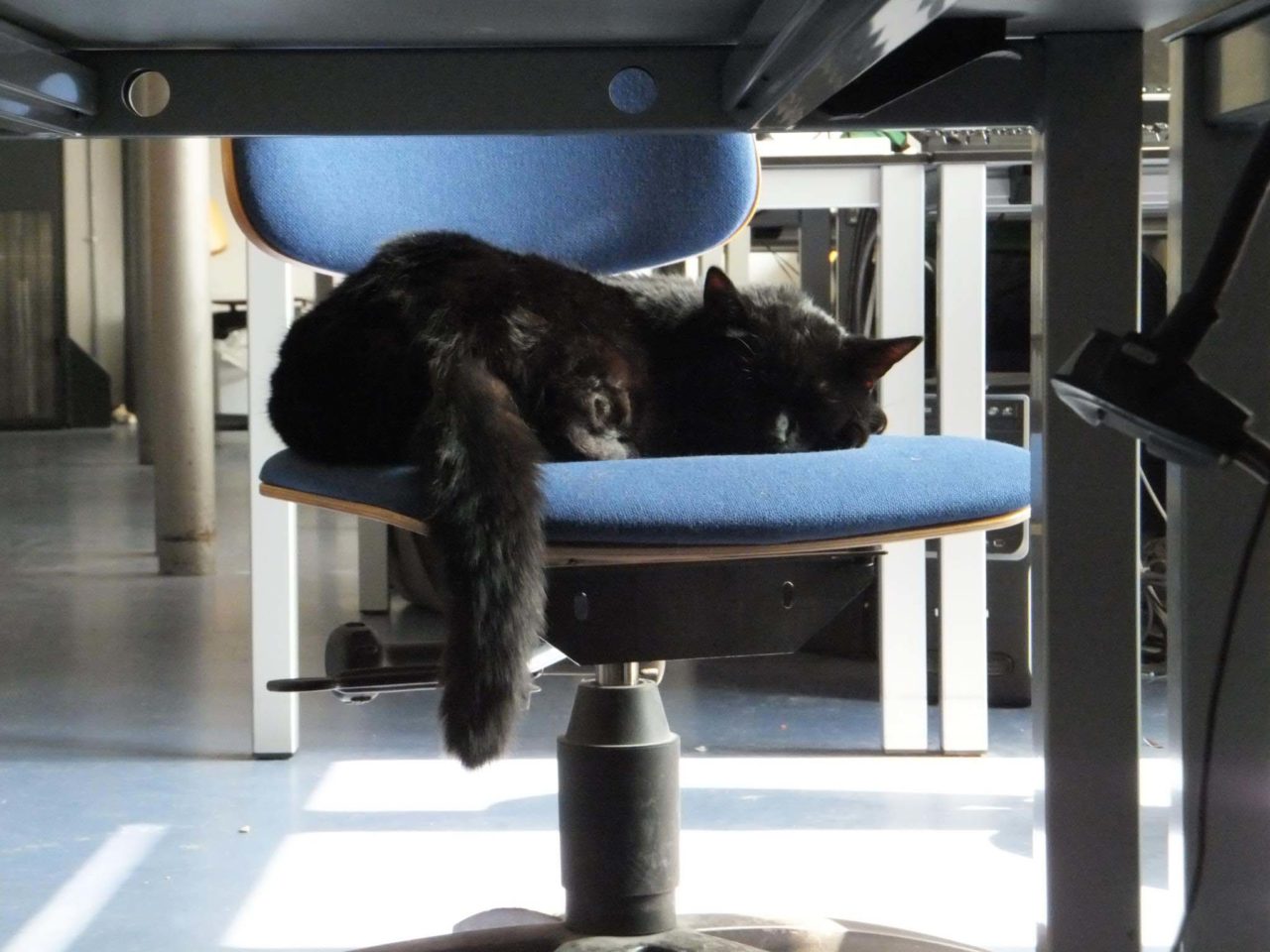 Poolkatze