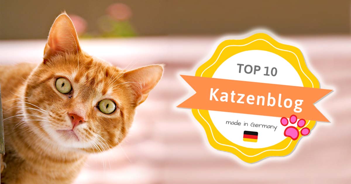 katzen blog