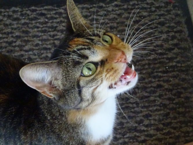 Wie Du einer Katze ganz einfach "Ich liebe dich" sagst ...