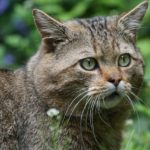 jagd auf katzen