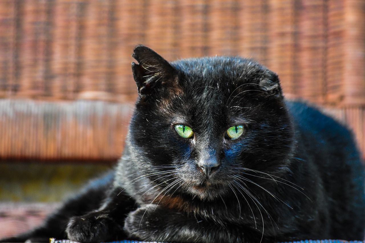katzen australien