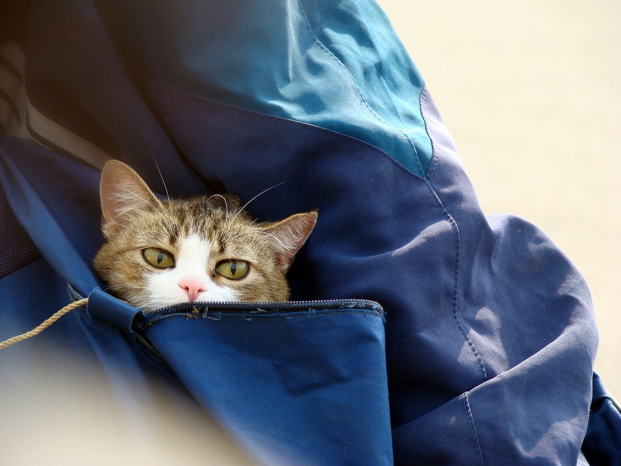Katze Pinkelt In Taschen Kann Man Es Ihr Abgewöhnen Cat