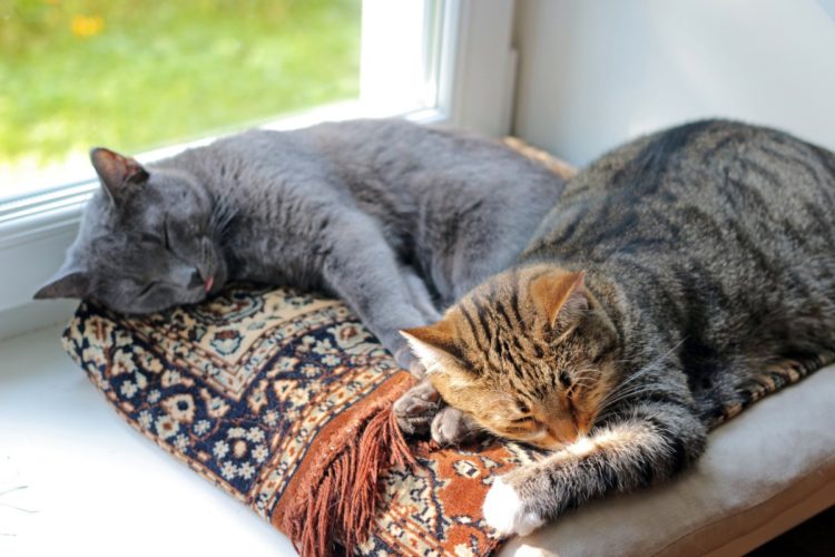 Katzen vergesellschaften Alte Katze will nicht spielen und mag den neuen Kater nicht