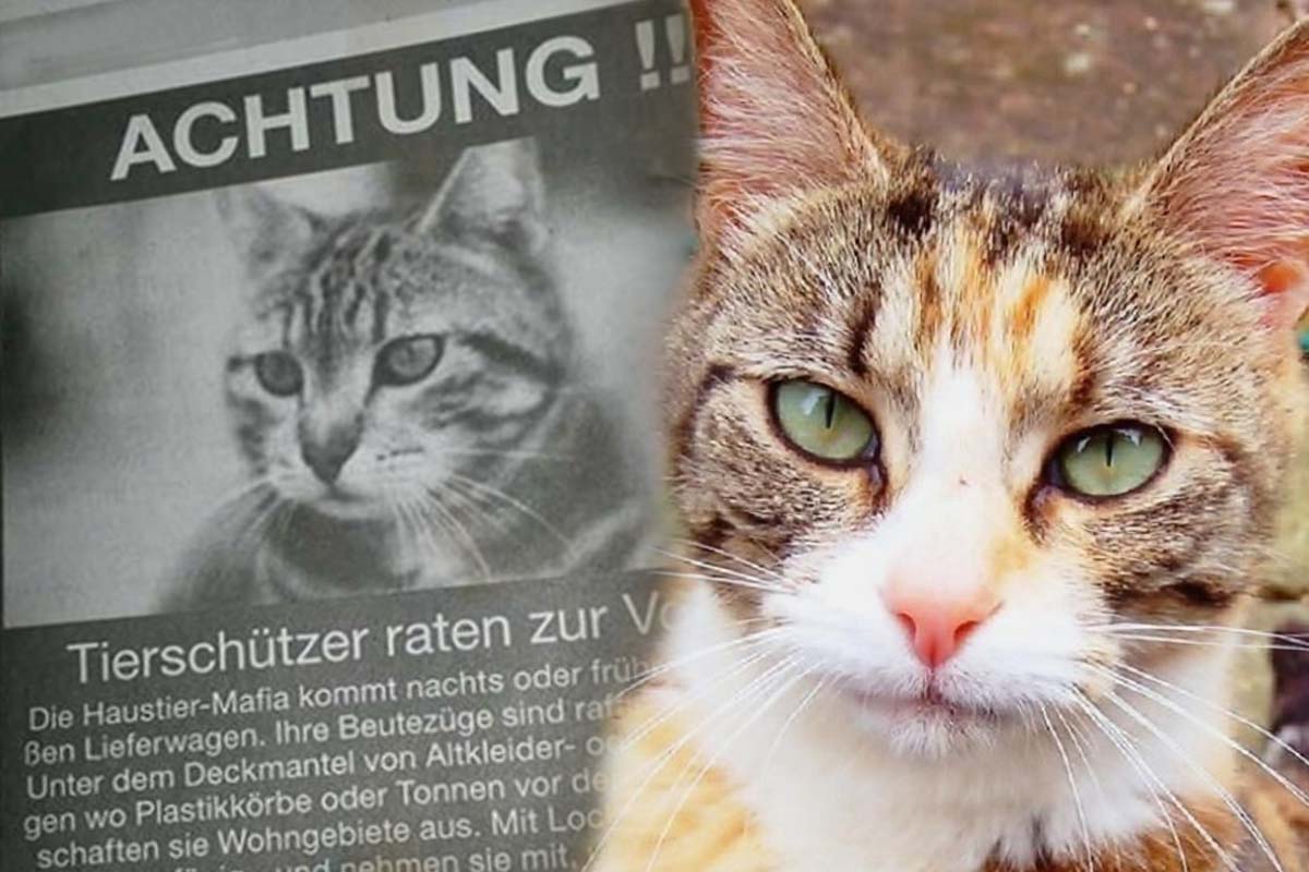 katzenmafia