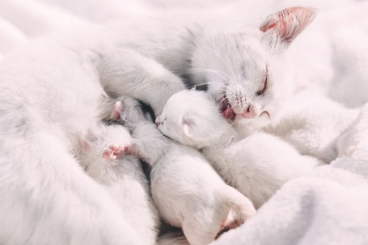 Ist Deine Katze schwanger? Anzeichen für eine Schwangerschaft bei Katzen