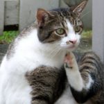katze kastrieren lassen
