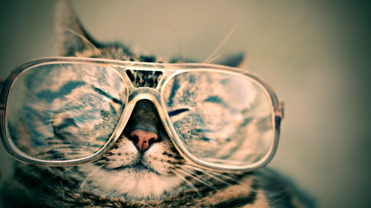 katzen hitze im sommer erleichtern
