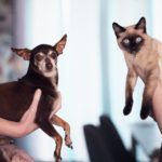 kennzeichnungspflicht für hunde und katzen
