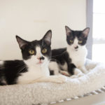 blutspende für katzen