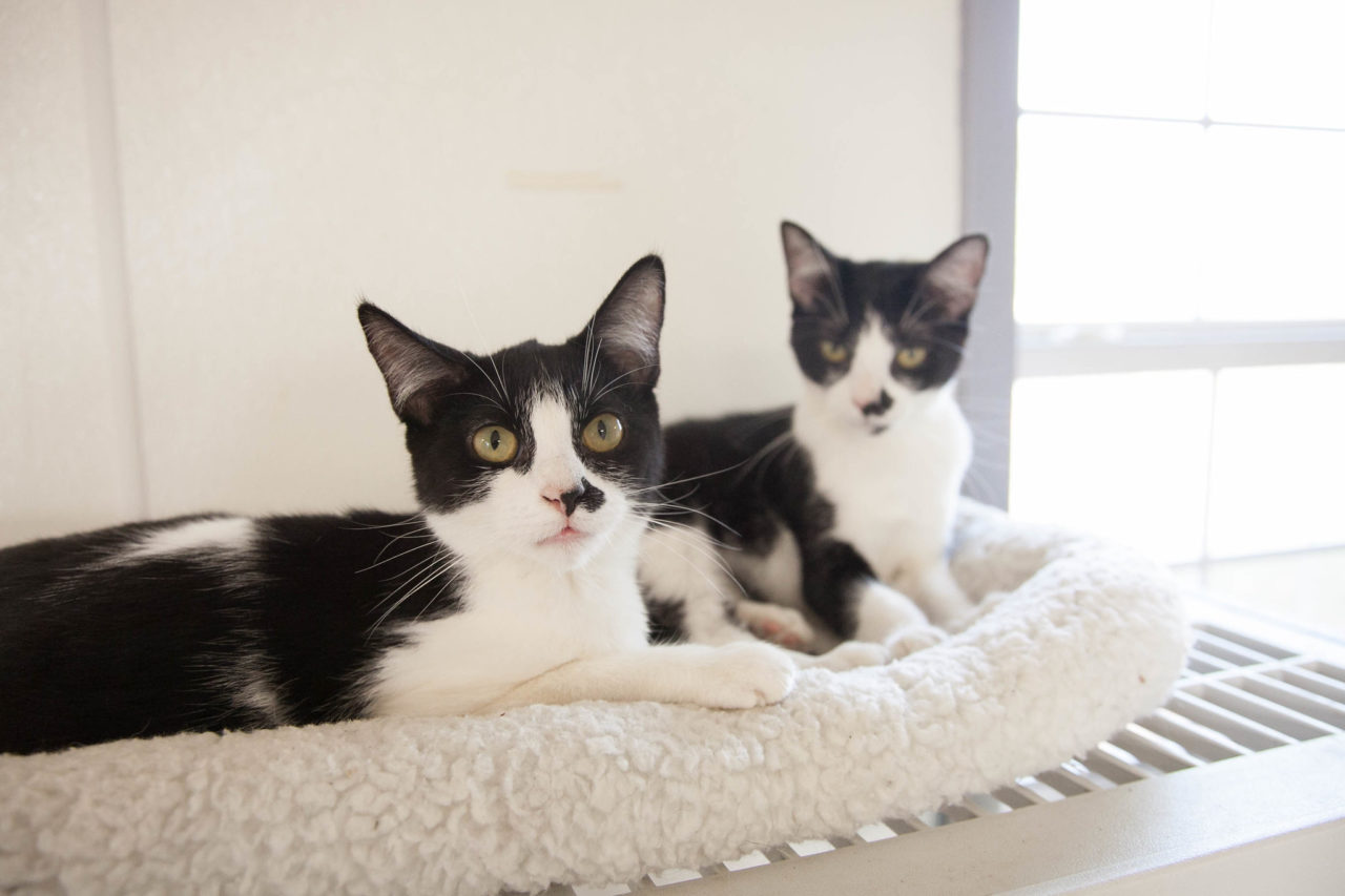 blutspende für katzen