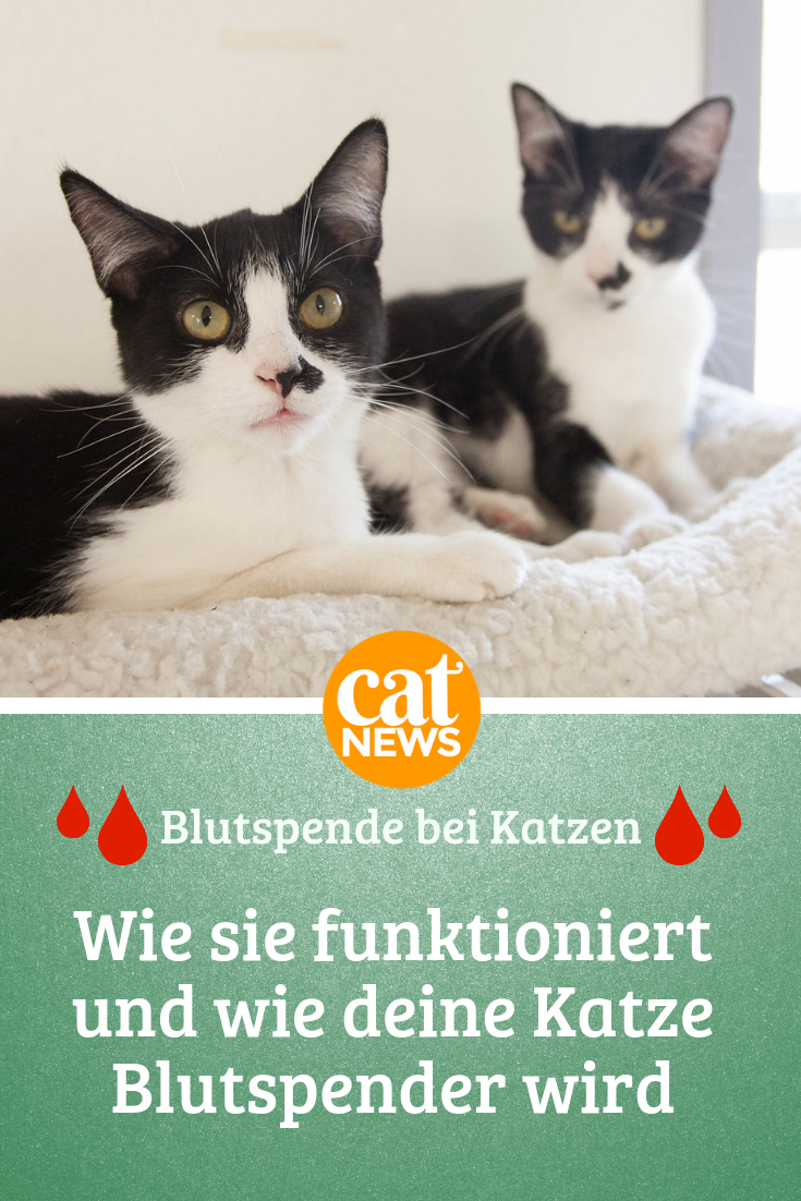katzen blutspende