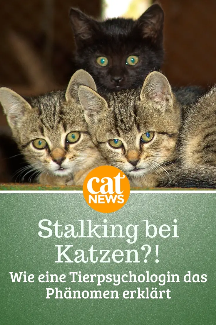 Stalking Und Mobbing Bei Katzen Erkennen Was Eine