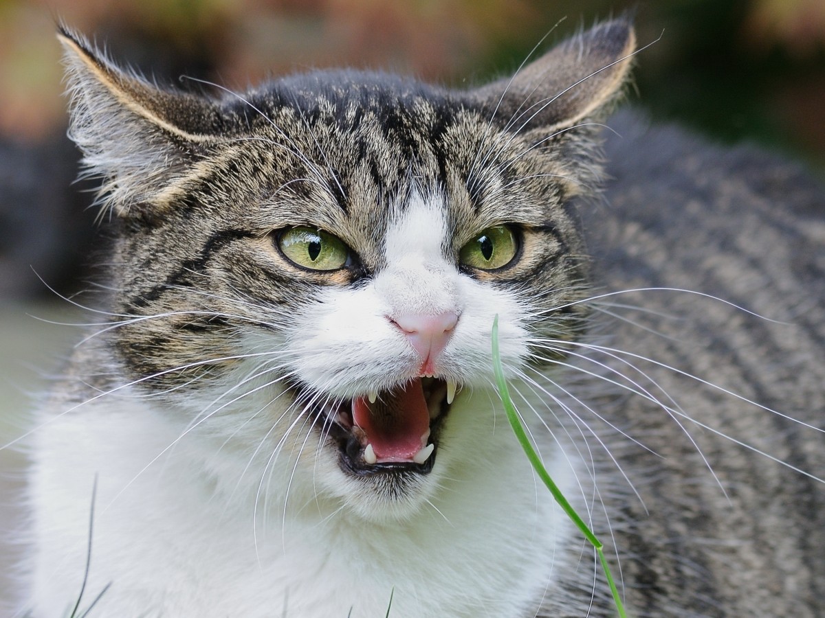 katze gereizt depression