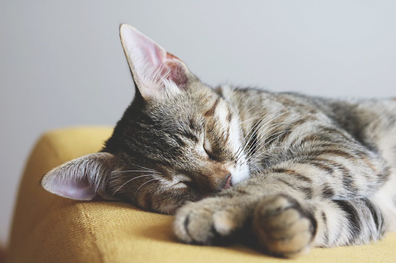 katze schläft viel