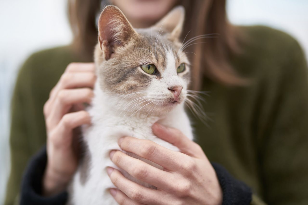 katze bewegt sich kaum