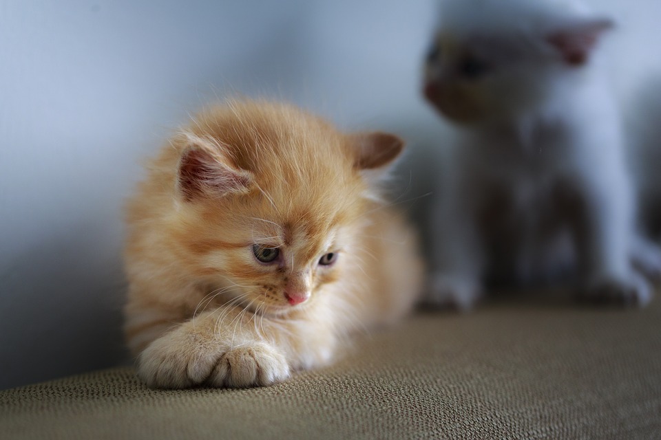 katze depressiv und traurig