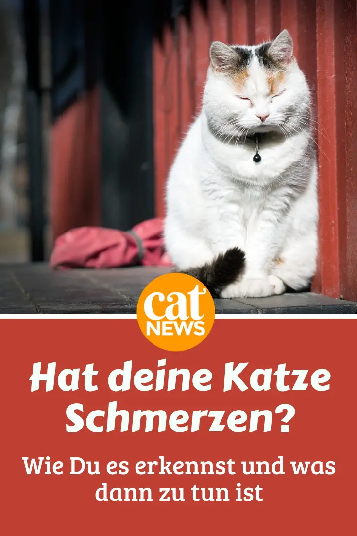 Hat Meine Katze Schmerzen So Findest Du Es Heraus Cat