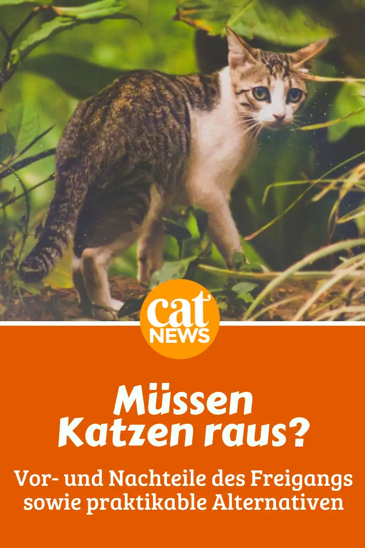 Müssen Katzen Raus 7 Fakten Zum Thema Freigang Und Zwei