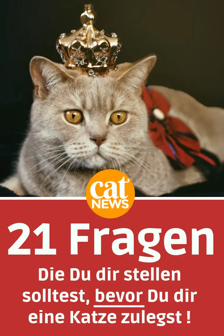 Eine Katze Anschaffen 21 Fragen Die Du Dir Zuvor Gestellt