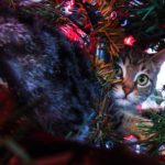 Weihnachten mit Katzen