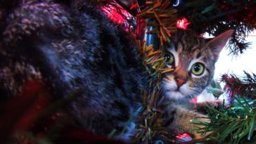 Weihnachten mit Katzen